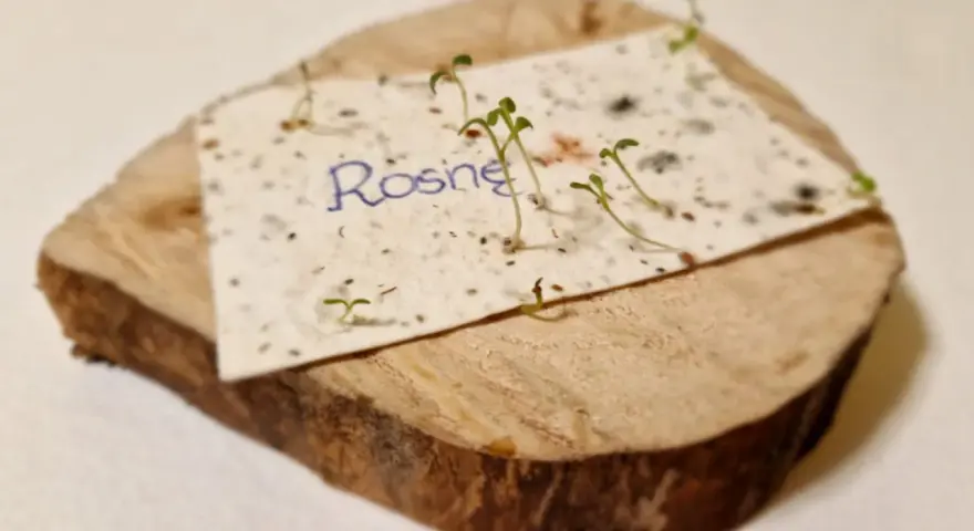 Papier z nasionami "Rosną" na drewnianym krążku, symbolizujący przyczyny sukcesu zaproszeń z motywem ekologicznym.